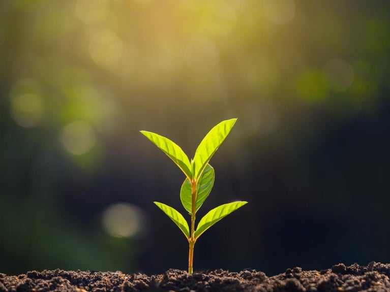 a small plant growing