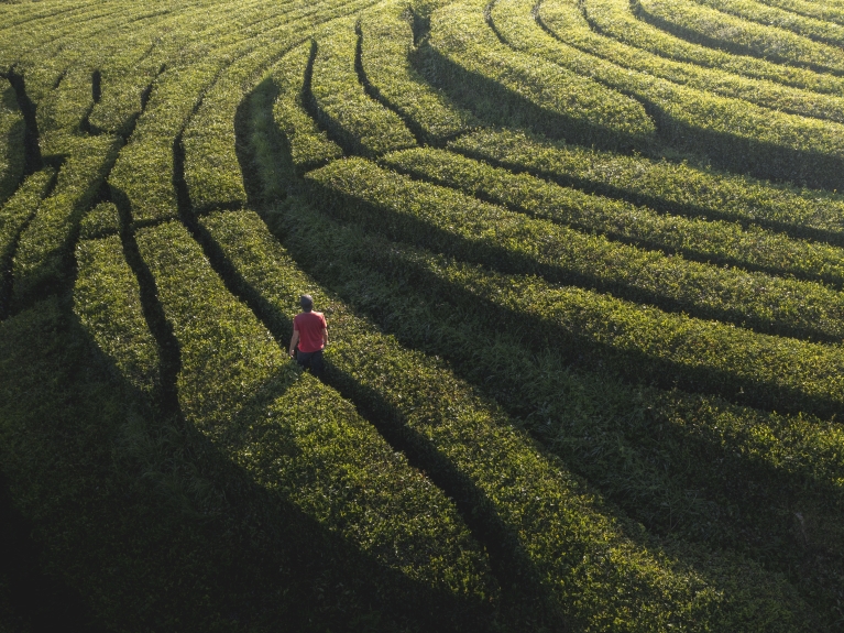 man walking through grass maze