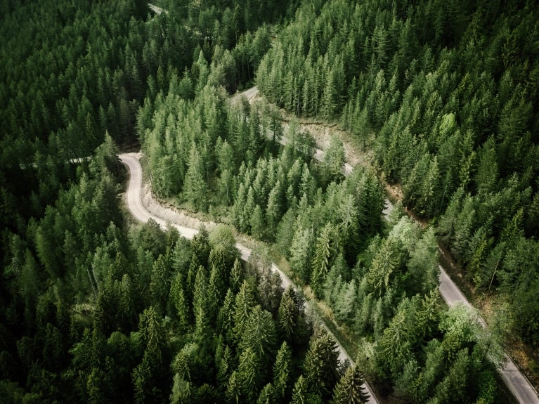 image of the road cutting through the forest