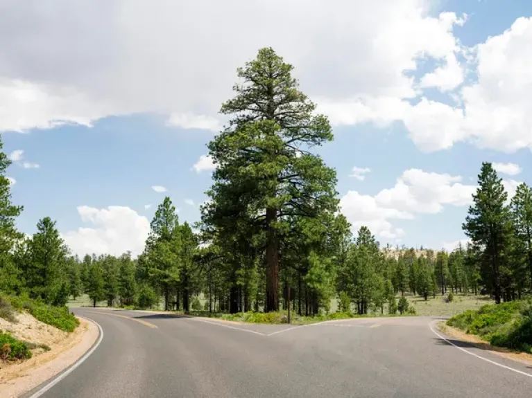 Environment trees and road