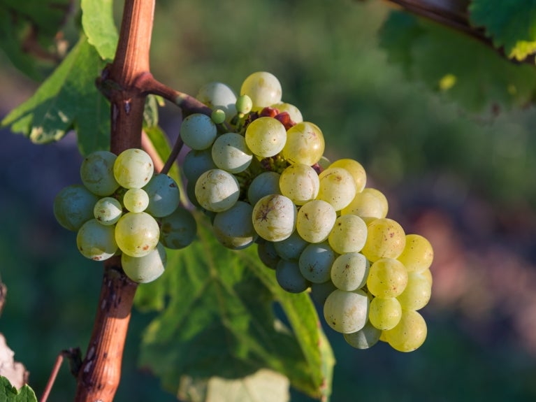 Grape Vines