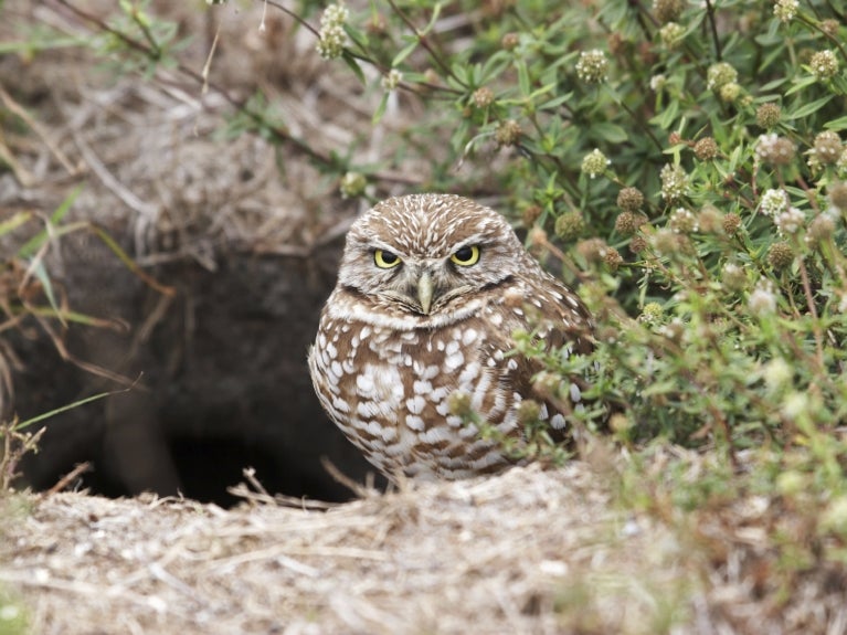 Burrowing Owl