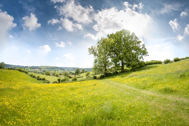 tree in grassy meadow 