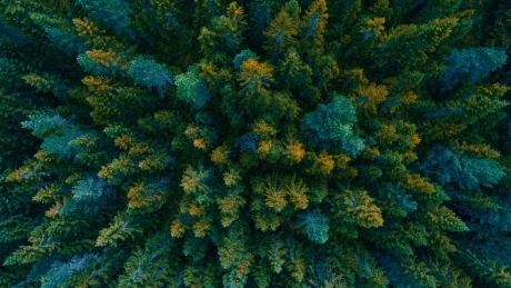 view above looking down at forrest