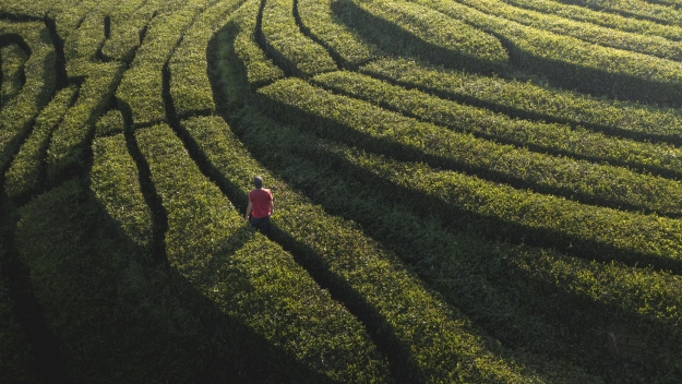 man walking through grass maze