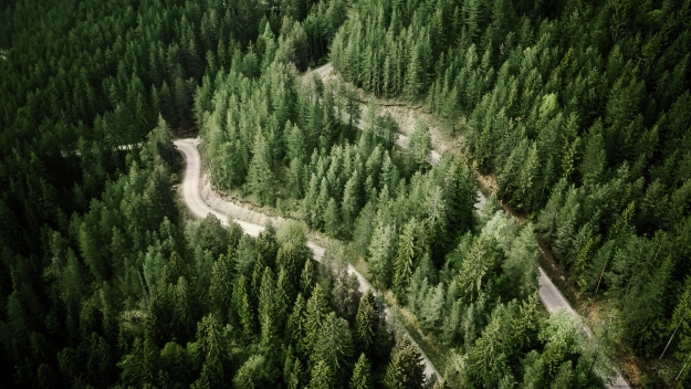 image of the road cutting through the forest