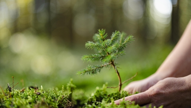 Person planting a small tree