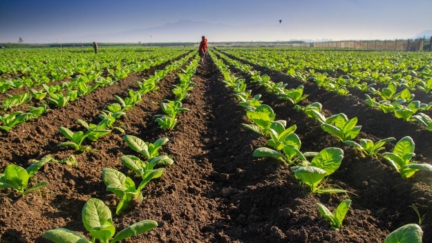 a field with plants starting to grow