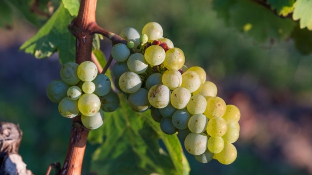 Grape Vines